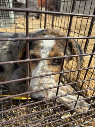 Shelter Stray Male Dog last seen N Hayes Ave & W Belmont Ave, Fresno Zone Fresno CO 2 93723, CA, 1510 W Dan Ronquillo Dr, Fresno, CA 93706, USA