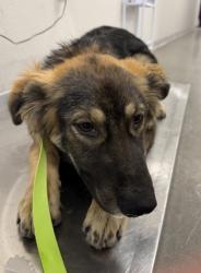 Shelter Stray Male Dog last seen W McKinley Ave & N Dickenson Ave, Fresno Zone Fresno CO 2 93723, CA, 1510 W Dan Ronquillo Dr, Fresno, CA 93706, USA