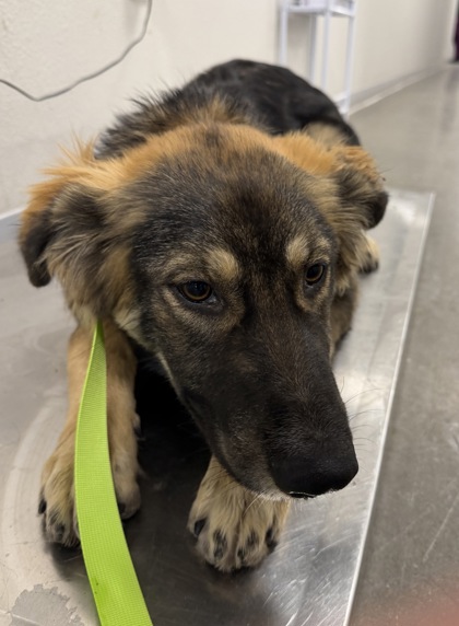 Shelter Stray Male Dog last seen W McKinley Ave & N Dickenson Ave, Fresno Zone Fresno CO 2 93723, CA, 1510 W Dan Ronquillo Dr, Fresno, CA 93706, USA