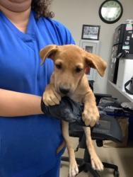Shelter Stray Female Dog last seen , , TX, 355 Hillshire Dr, Haslet, TX 76052, USA
