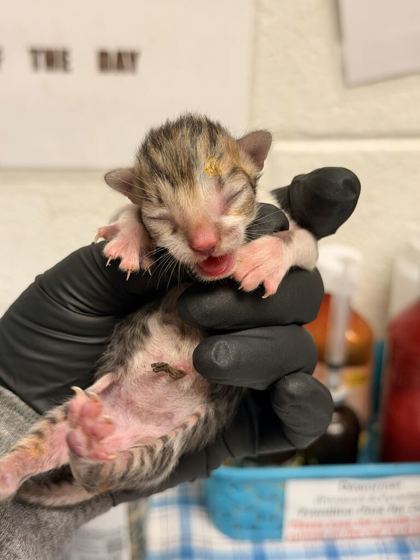 Shelter Stray Female Cat last seen Brierly Dr, Knox County GP, TN, 3201 Division St, Knoxville, TN 37919, USA