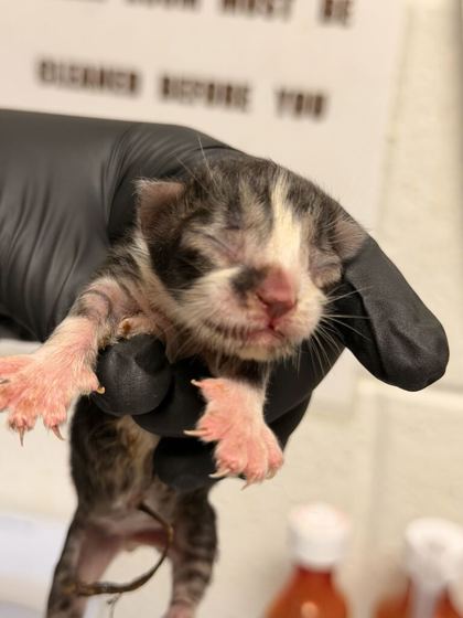 Shelter Stray Female Cat last seen Brierly Dr, Knox County GP, TN, 3201 Division St, Knoxville, TN 37919, USA