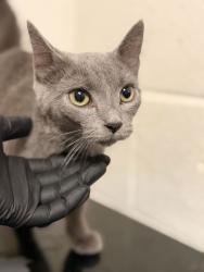 Shelter Stray Female Cat last seen Brierly Dr, Knox County GP, TN, 3201 Division St, Knoxville, TN 37919, USA