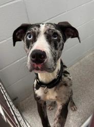 Shelter Stray Female Dog last seen Near Raymonn Ave, 21213, MD, 2490 Giles Rd, Baltimore, MD 21225, USA