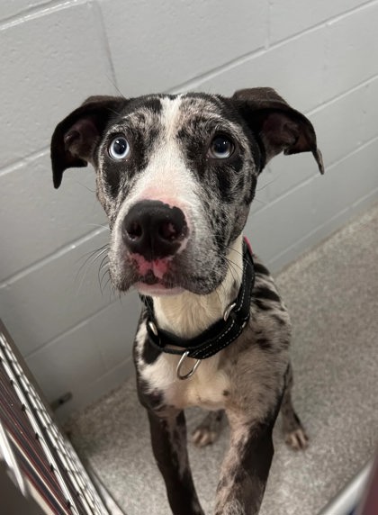 Shelter Stray Female Dog last seen Near Raymonn Ave, 21213, MD, 2490 Giles Rd, Baltimore, MD 21225, USA