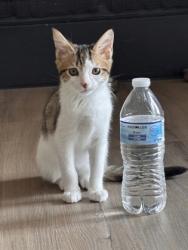 Shelter Stray Male Cat last seen Near Giles rd, 21225, MD, 2490 Giles Rd, Baltimore, MD 21225, USA