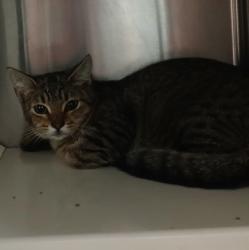 Shelter Stray Female Cat last seen Near Bateman Ave Baltimore, MD 21216, 21216, MD, 2490 Giles Rd, Baltimore, MD 21225, USA