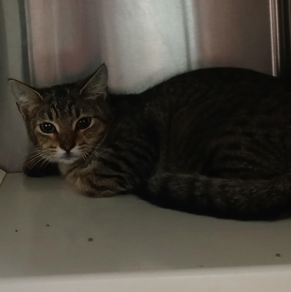 Shelter Stray Female Cat last seen Near Bateman Ave Baltimore, MD 21216, 21216, MD, 2490 Giles Rd, Baltimore, MD 21225, USA