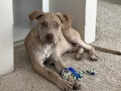 Shelter Stray Male Dog last seen Near Creek Crossing Rd ( Copeland dog park), 75181, TX, 1650 Gross Rd, Mesquite, TX 75149, USA