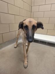 Shelter Stray Female Dog last seen Skylark and military Parkway, 75149, TX, 1650 Gross Rd, Mesquite, TX 75149, USA