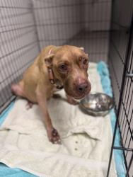 Shelter Stray Female Dog last seen Near Gross Rd, 75149, TX, 1650 Gross Rd, Mesquite, TX 75149, USA