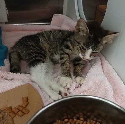 Shelter Stray Male Cat last seen Near Springfield Ave, Baltimore, MD 21212, 21212, MD, 2490 Giles Rd, Baltimore, MD 21225, USA