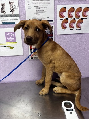 Shelter Stray Male Dog last seen Near DESERT POINT, Horizon, TX, 5001 Fred Wilson Ave, El Paso, TX 79906, USA