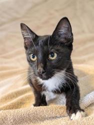 Shelter Stray Male Cat last seen Ark Angels Christian Preschool, W Cedar Street, Crystal River, FL, 4030 S Airport Rd, Inverness, FL 34450, USA