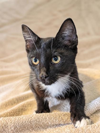 Shelter Stray Male Cat last seen Ark Angels Christian Preschool, W Cedar Street, Crystal River, FL, 4030 S Airport Rd, Inverness, FL 34450, USA