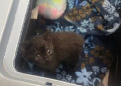 Shelter Stray Female Cat last seen Douglas Road, Lucas County, OH, 827 Illinois Ave, Maumee, OH 43537, USA