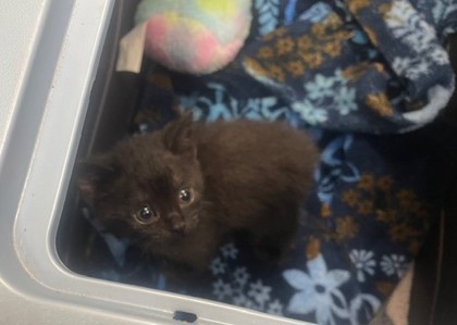 Shelter Stray Female Cat last seen Douglas Road, Lucas County, OH, 827 Illinois Ave, Maumee, OH 43537, USA