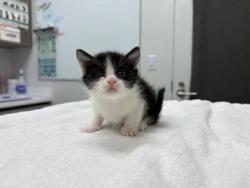 Shelter Stray Male Cat last seen Near E 63rd Street, 64133, MO, 7077 Elmwood Ave, Kansas City, MO 64132, USA