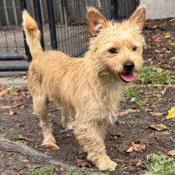 Shelter Stray Male Dog last seen Near 21st Ave, Oakland, CA, 1101 29th Ave, Oakland, CA 94601, USA