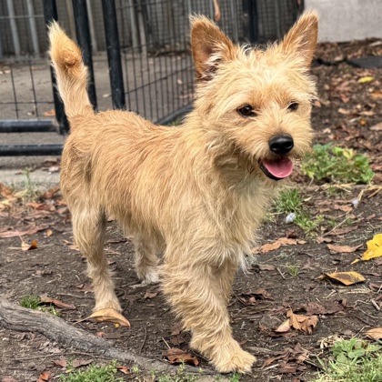 Shelter Stray Male Dog last seen Near 21st Ave, Oakland, CA, 1101 29th Ave, Oakland, CA 94601, USA