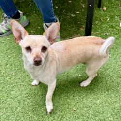 Shelter Stray Female Dog last seen Near 21st Ave, Oakland, CA, 1101 29th Ave, Oakland, CA 94601, USA
