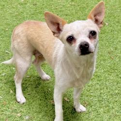 Shelter Stray Female Dog last seen Near 21st Ave, Oakland, CA, 1101 29th Ave, Oakland, CA 94601, USA