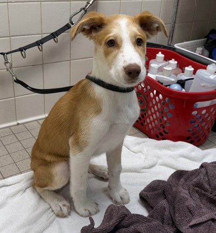 Shelter Stray Male Dog last seen 14th and Center St, Oakland, CA, 1101 29th Ave, Oakland, CA 94601, USA