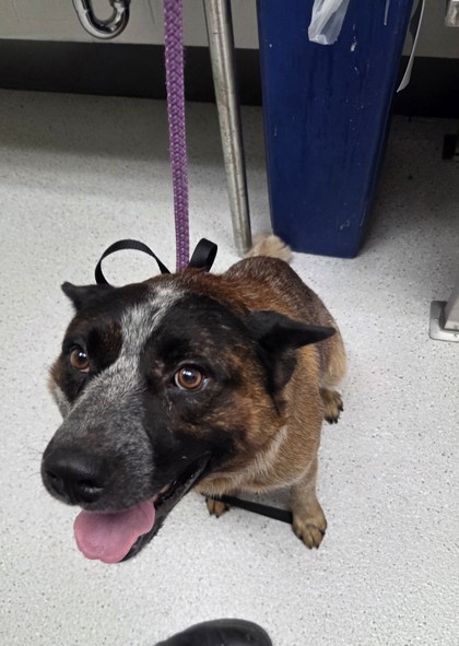 Shelter Stray Male Dog last seen Near Bancroft Ave, Oakland, CA, 1101 29th Ave, Oakland, CA 94601, USA