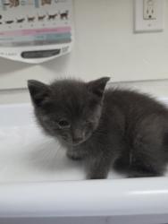 Shelter Stray Male Cat last seen Near 63rd st apt 2, Oakland, CA, 1101 29th Ave, Oakland, CA 94601, USA