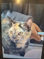 Shelter Stray Unknown Cat last seen Near Perry Blvd NW, Atlanta, GA, 1251 Fulton Industrial Blvd NW, Atlanta, GA 30336, USA