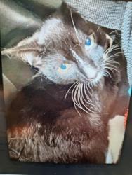 Shelter Stray Unknown Cat last seen Near Perry Blvd NW, Atlanta, GA, 1251 Fulton Industrial Blvd NW, Atlanta, GA 30336, USA