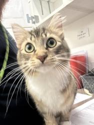 Shelter Stray Female Cat last seen Near Moreland Ave, Atlanta, GA, 1251 Fulton Industrial Blvd NW, Atlanta, GA 30336, USA