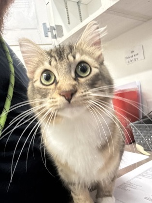 Shelter Stray Female Cat last seen Near Moreland Ave, Atlanta, GA, 1251 Fulton Industrial Blvd NW, Atlanta, GA 30336, USA