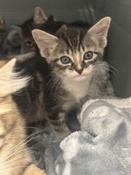 Shelter Stray Unknown Cat last seen Near Moreland Ave, Atlanta, GA, 1251 Fulton Industrial Blvd NW, Atlanta, GA 30336, USA