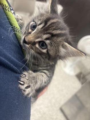 Shelter Stray Male Cat last seen Near Moreland Ave, Atlanta, GA, 1251 Fulton Industrial Blvd NW, Atlanta, GA 30336, USA