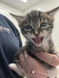 Shelter Stray Male Cat last seen Near Moreland Ave, Atlanta, GA, 1251 Fulton Industrial Blvd NW, Atlanta, GA 30336, USA
