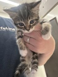 Shelter Stray Unknown Cat last seen Near Moreland Ave, Atlanta, GA, 1251 Fulton Industrial Blvd NW, Atlanta, GA 30336, USA