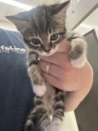 Shelter Stray Unknown Cat last seen Near Moreland Ave, Atlanta, GA, 1251 Fulton Industrial Blvd NW, Atlanta, GA 30336, USA