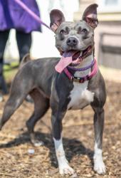 Shelter Stray Female Dog last seen Near Memorial Drive Stone Mountain, 30083, 30083, GA, 3280 Chamblee Dunwoody Rd, Chamblee, GA 30341, USA