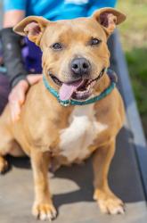 Shelter Stray Female Dog last seen , , GA, 3280 Chamblee Dunwoody Rd, Chamblee, GA 30341, USA