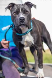 Shelter Stray Male Dog last seen Near Dorset Cir, 30035, GA, 3280 Chamblee Dunwoody Rd, Chamblee, GA 30341, USA