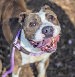 Shelter Stray Male Dog last seen Near Cagle Street, 30058, GA, 3280 Chamblee Dunwoody Rd, Chamblee, GA 30341, USA