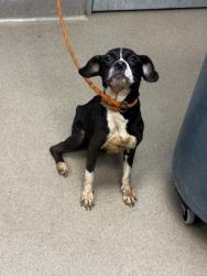 Shelter Stray Female Dog last seen Near Candler Woods Drive Decatur, 30032, 30032, GA, 3280 Chamblee Dunwoody Rd, Chamblee, GA 30341, USA