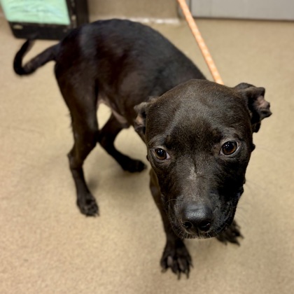 Shelter Stray Male Dog last seen Near Candler Woods Drive, 30032, GA, 3280 Chamblee Dunwoody Rd, Chamblee, GA 30341, USA