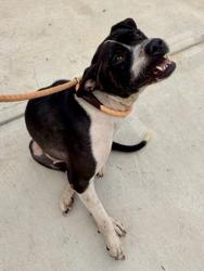 Shelter Stray Female Dog last seen Near Candler Woods Drive, 30032, GA, 3280 Chamblee Dunwoody Rd, Chamblee, GA 30341, USA