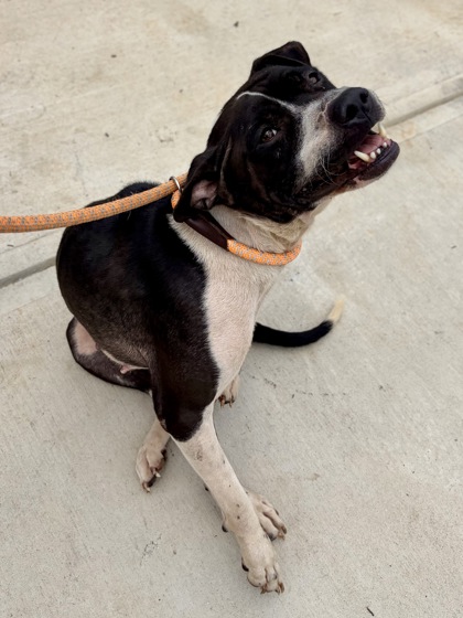 Shelter Stray Female Dog last seen Near Candler Woods Drive, 30032, GA, 3280 Chamblee Dunwoody Rd, Chamblee, GA 30341, USA