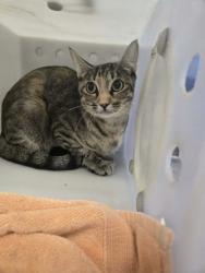 Shelter Stray Female Cat last seen Near Suffolk Way, Longview, City of, TX, 303 H G Mosley Pkwy, Longview, TX 75604, USA