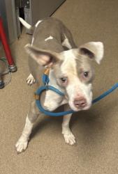 Shelter Stray Female Dog last seen Near POUNDS LANE, 30021, GA, 3280 Chamblee Dunwoody Rd, Chamblee, GA 30341, USA