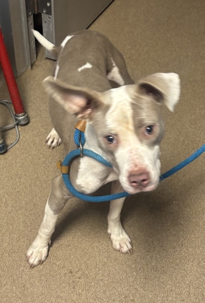 Shelter Stray Female Dog last seen Near POUNDS LANE, 30021, GA, 3280 Chamblee Dunwoody Rd, Chamblee, GA 30341, USA