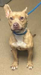 Shelter Stray Male Dog last seen Near POUNDS LANE, 30021, GA, 3280 Chamblee Dunwoody Rd, Chamblee, GA 30341, USA